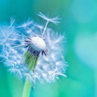 WINDFALL GAINS TAX – The answer, my friend, is blowin’ in the wind.