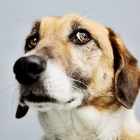 What will happen to my pets when I die?